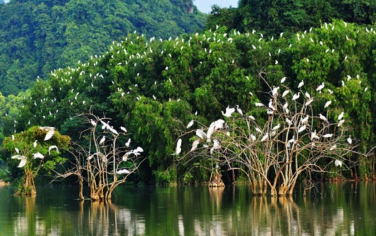 Khung cảnh thiên nhiên hoang sơ tại Vườn chim Bạc Liêu với nhiều loài chim sinh sống, điểm đến lý tưởng cho du khách khám phá Bạc Liêu