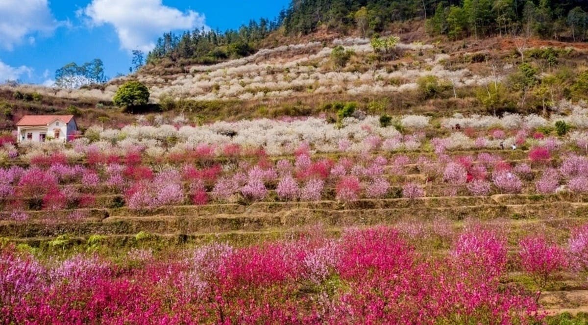 Mùa xuân Lạng Sơn rực rỡ sắc hoa đào và hoa mận