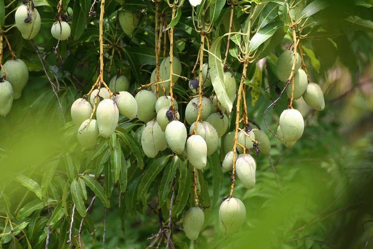 Trái cây miệt vườn