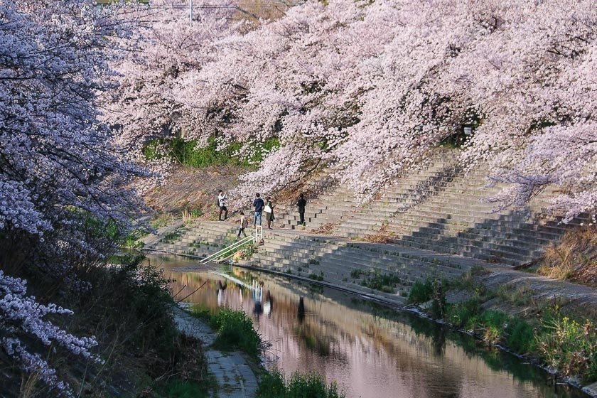 Con đường hoa anh đào rợp bóng bên bờ sông Yamazaki, Nagoya