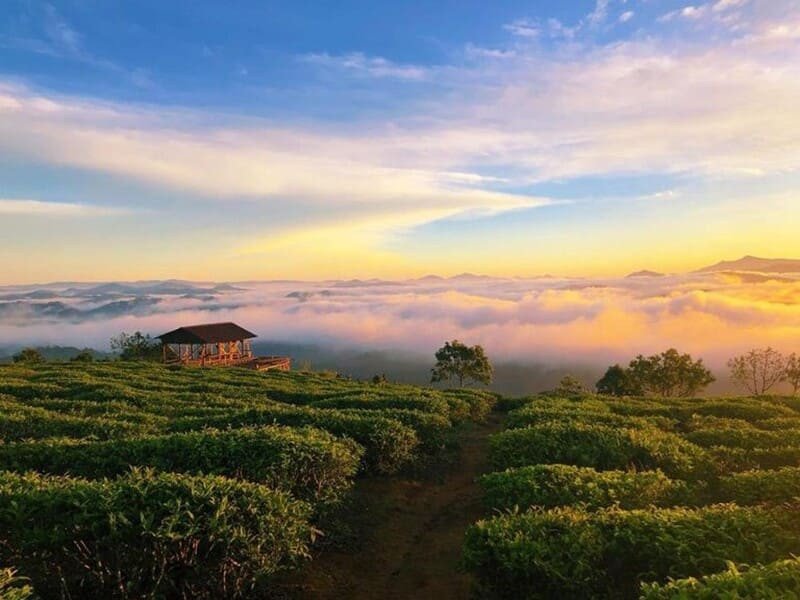 Đồi chè Cầu Đất, một điểm dừng chân yên bình trong chuyến phượt Đà Lạt bằng xe máy.
