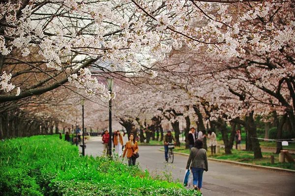 Du thuyền trên sông Okawa chiêm ngưỡng hàng ngàn cây hoa anh đào