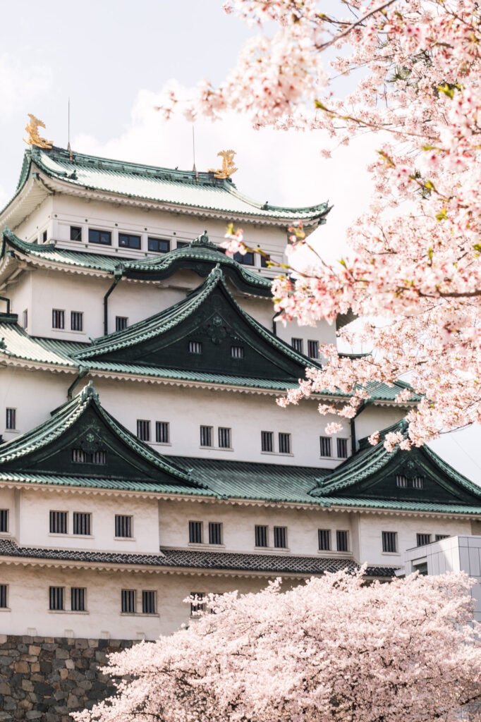Lâu đài Nagoya cổ kính hòa mình trong sắc hồng của hoa anh đào