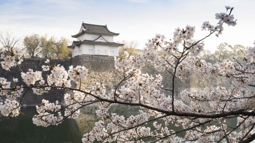 Lâu đài Osaka rực rỡ dưới ánh đèn đêm giữa mùa hoa anh đào