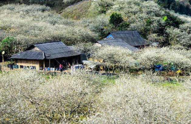 Thung lũng mận Nà Ka Mộc Châu