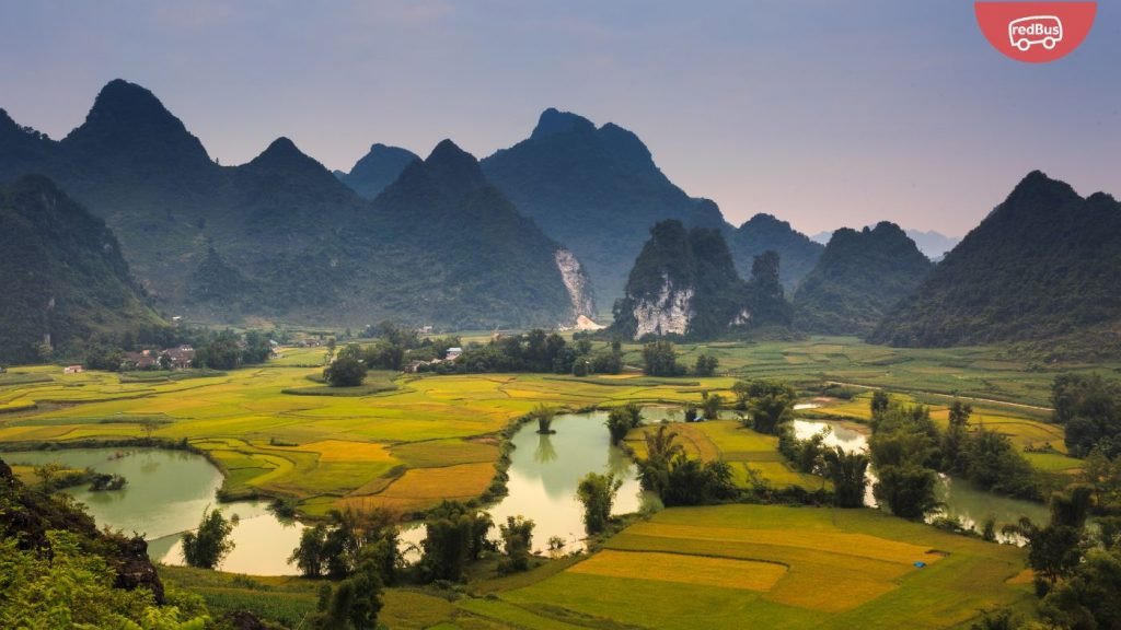 Toàn cảnh Thung lũng Phong Nậm mùa lúa chín