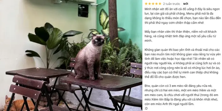 Hơi Béo Cà Phê