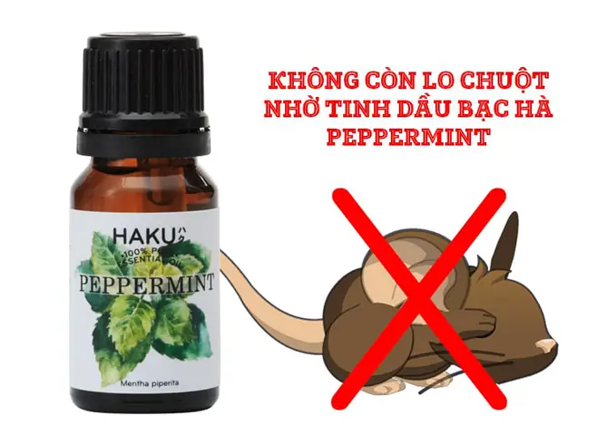 Vì Sao Chuột Lại “yêu Thích” Xe Ô Tô Của Bạn?