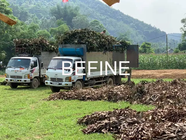 Nguyên Liệu Cành Lá Quế Để Sản Xuất Tinh Dầu Quế Treo Xe Ô Tô Befine Nguyên Liệu Cành Lá Quế Để Sản Xuất Tinh Dầu Quế Treo Xe Ô Tô Befine